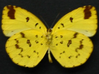 Adult Male Under of Large Grass-yellow - Eurema hecabe hecabe